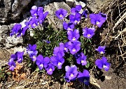 72 Violette primaverili in vetta allo Zucco